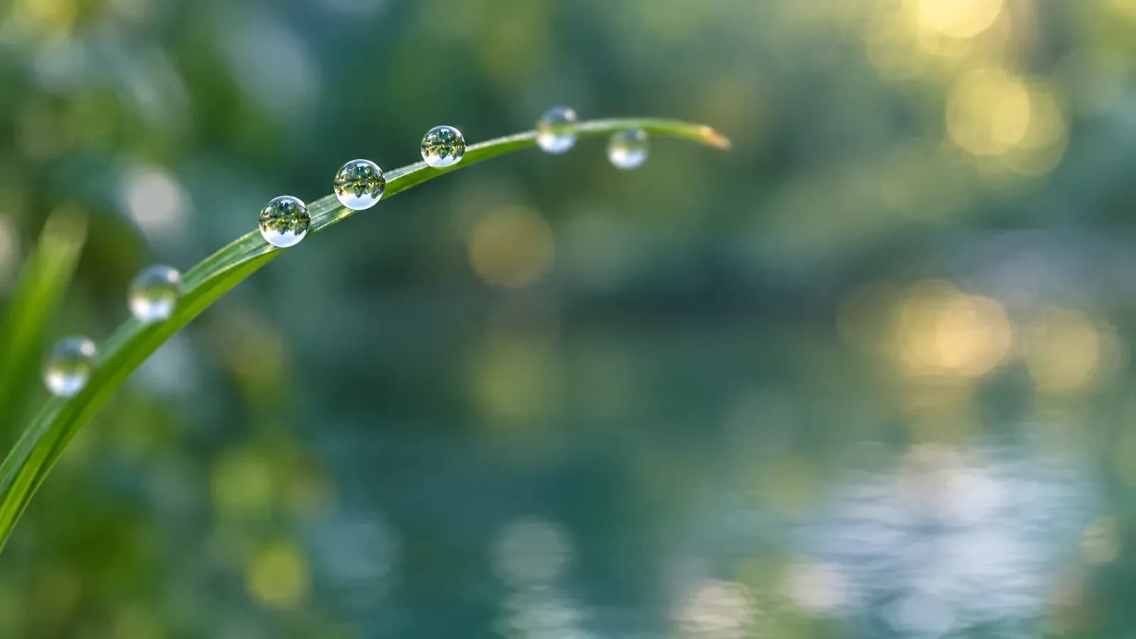 Close-up of a thin green grass stem with a row of dewdrops along it, a few spaces between them empty, set against a soft deep teal background with golden bokeh highlights.