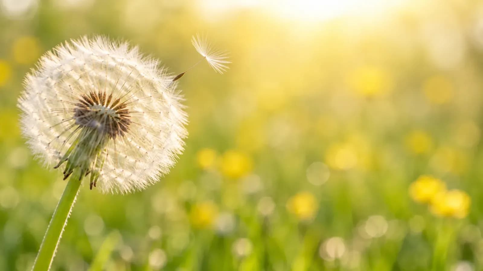 Close-up of a dandelion seed head with one seed drifting loose, set against a soft blur of sunny yellow and warm white with hints of green meadow.